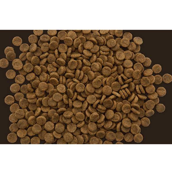 Lecky, Pension Dog – Image 2